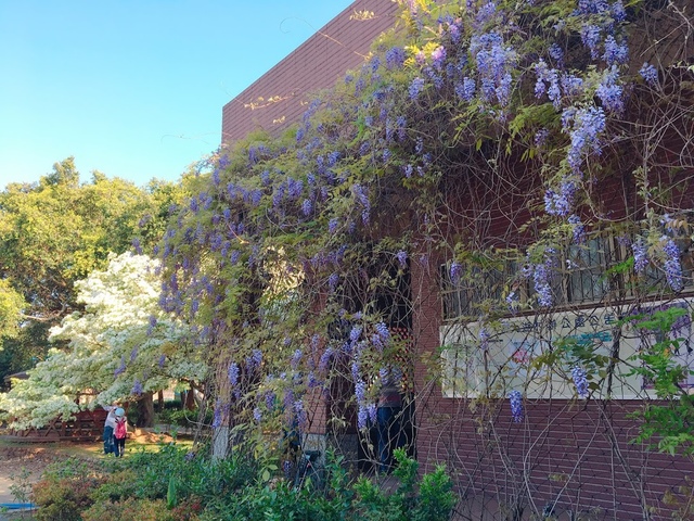 IMG_8108.JPG - 2018林口大湖公園紫藤花季