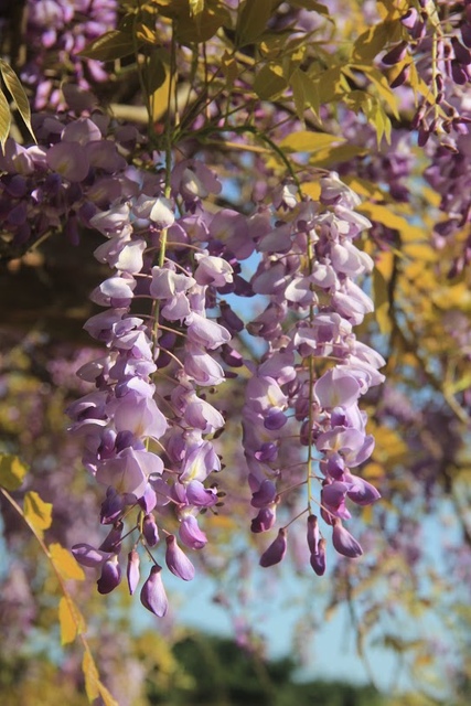 LRG_IMG_5785.JPG - 2018林口大湖公園紫藤花季