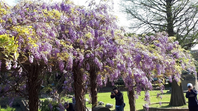 20180329_081043.jpg - 2018林口大湖公園紫藤花季