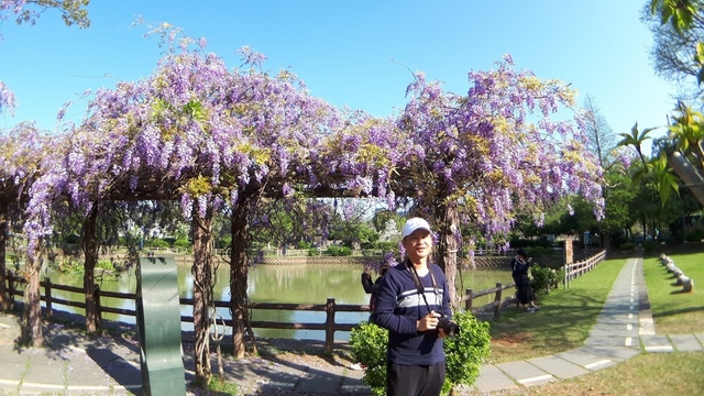 20180329_081906.jpg - 2018林口大湖公園紫藤花季