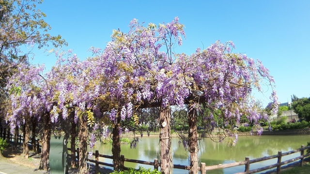20180329_082146.jpg - 2018林口大湖公園紫藤花季