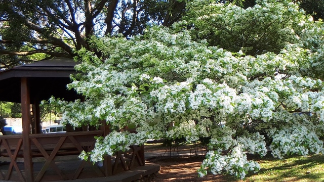 20180329_082537.jpg - 2018林口大湖公園紫藤花季
