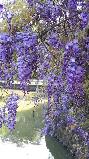 20180329_081355.jpg - 2018林口大湖公園紫藤花季