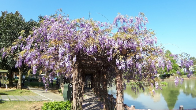 20180329_082205.jpg - 2018林口大湖公園紫藤花季