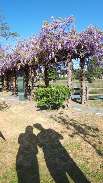 20180329_082139.jpg - 2018林口大湖公園紫藤花季