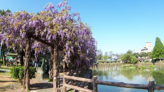 20180329_082228.jpg - 2018林口大湖公園紫藤花季