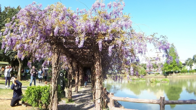 20180329_082248.jpg - 2018林口大湖公園紫藤花季