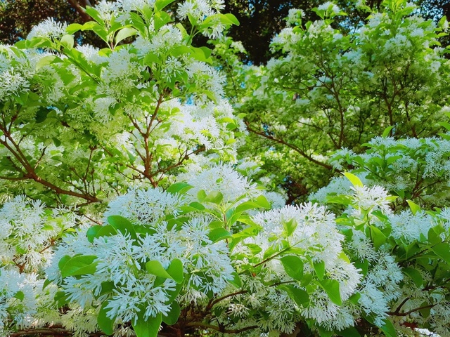 2018-03-29-08-07-59.jpg - 2018林口大湖公園紫藤花季