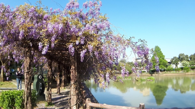20180329_082240.jpg - 2018林口大湖公園紫藤花季