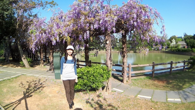 20180329_082111.jpg - 2018林口大湖公園紫藤花季