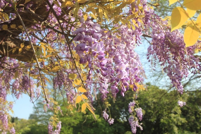 LRG_IMG_5772.JPG - 2018林口大湖公園紫藤花季