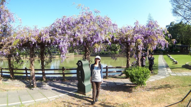 20180329_082034.jpg - 2018林口大湖公園紫藤花季