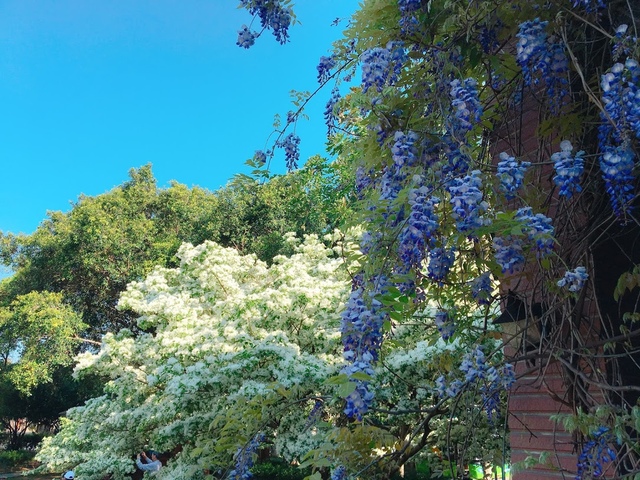 IMG_8113.JPG - 2018林口大湖公園紫藤花季