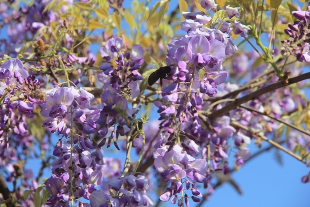 LRG_IMG_5793 (1).JPG - 2018林口大湖公園紫藤花季