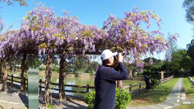 20180329_081913.jpg - 2018林口大湖公園紫藤花季