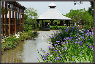 桃園龜山。大湖紀念公園~紫藤花開,邂逅這一季的紫色浪漫