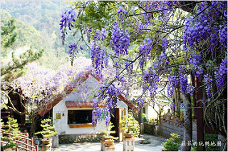 桃園龜山。大湖紀念公園~紫藤花開,邂逅這一季的紫色浪漫