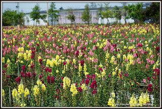 桃園龜山。大湖紀念公園~紫藤花開,邂逅這一季的紫色浪漫