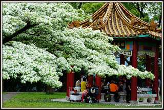 桃園龜山。大湖紀念公園~紫藤花開,邂逅這一季的紫色浪漫