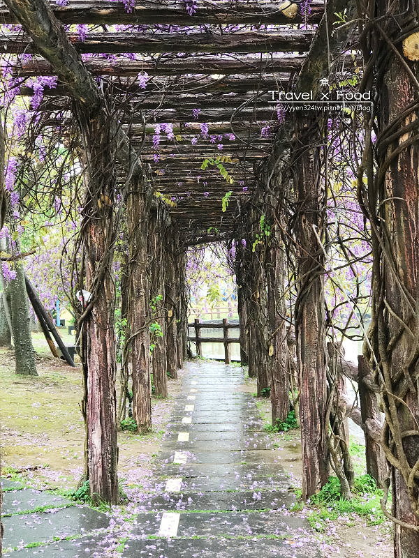 大湖公園紫藤花170411008 大湖公園紫藤花170411008