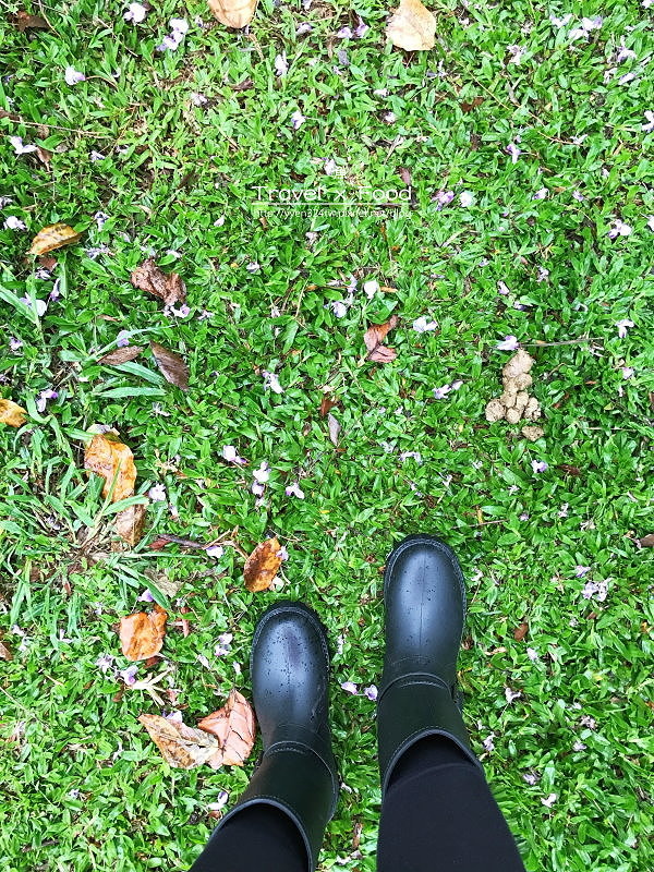 大湖公園紫藤花170411012 大湖公園紫藤花170411012