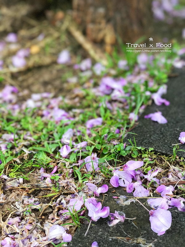 大湖公園紫藤花170411007 大湖公園紫藤花170411007