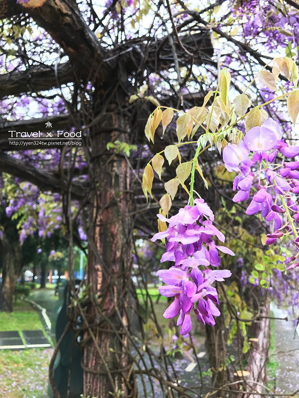 大湖公園紫藤花170411004 大湖公園紫藤花170411004