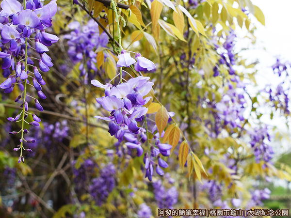 大湖紀念公園07-紫藤花懸掛而下.JPG