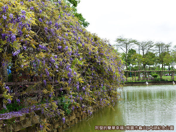 大湖紀念公園09-紫藤花與湖畔.JPG