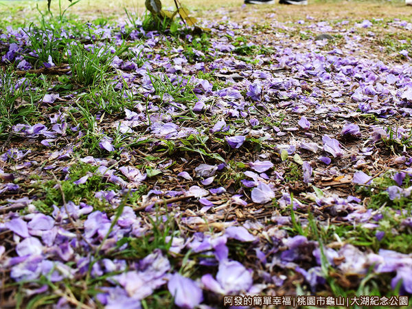 大湖紀念公園11-草皮上的紫藤花落葉.JPG