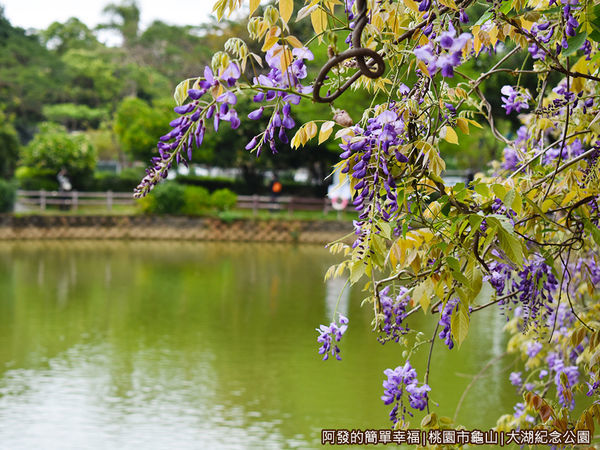 大湖紀念公園06-紫藤花與湖畔.JPG