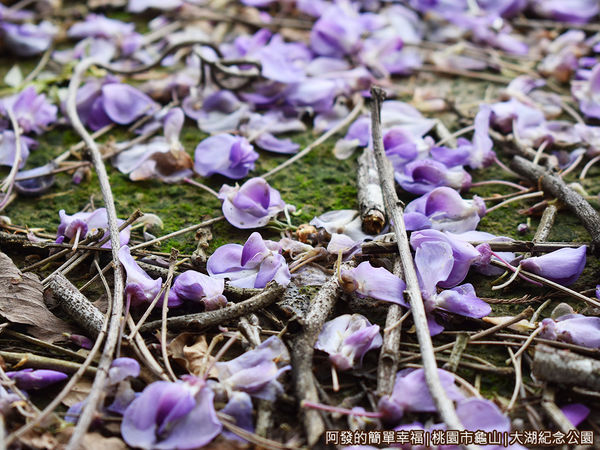 大湖紀念公園08-湖畔邊的紫藤落花.JPG