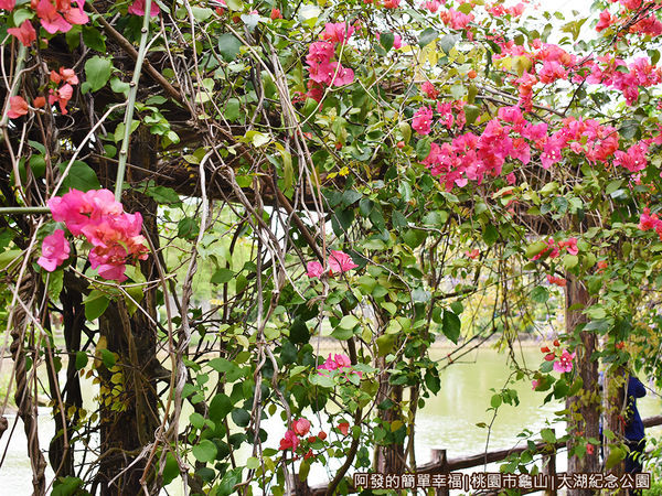 大湖紀念公園03-花棚廊道上的九重葛.JPG