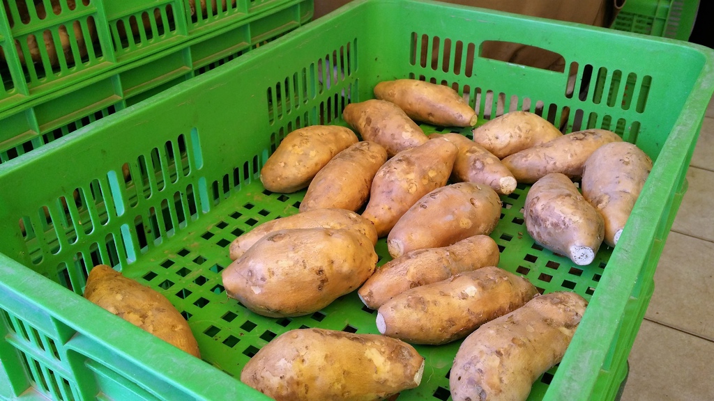 地瓜園 (7).jpg 地瓜園 (7).jpg