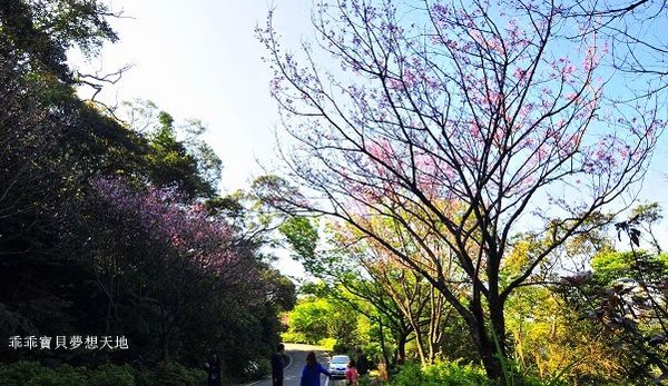 三芝櫻花公路-17.JPG