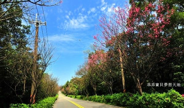 三芝櫻花公路-6.JPG