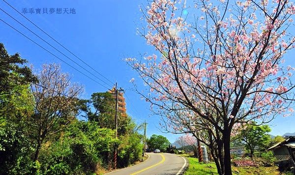 三芝櫻花公路-14.JPG