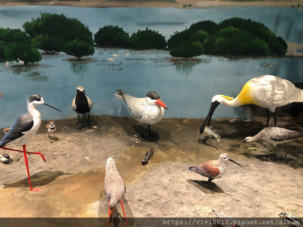 圓圓家出去玩-《台南景點》台江國家公園遊客中心純白建築好好拍，獨特高腳水上屋，台南IG打卡熱點