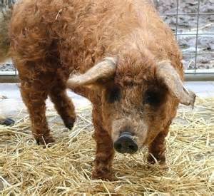 湯正黑潮涮涮：湯正黑潮涮涮-新莊真材實料火鍋  海產新鮮看的見  肉片也是超霸氣  份量絕對大到你不要不要的