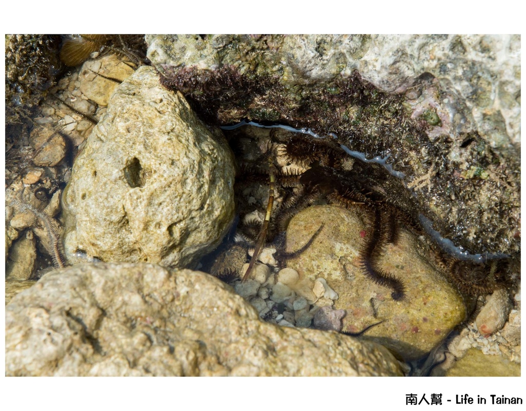 鳳鼻頭漁港到小琉球一日遊