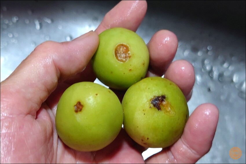 桃園市桃園區全聯好物推薦：百家珍 58藜麥高粱醋-DIY梅子醋