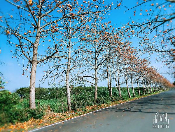 二林東螺溪畔木棉花道：【彰化景點】二林鎮東螺溪畔木棉花道~綿延一公里的火紅木棉花道，吸引了不少旅人來鄉間尋幽