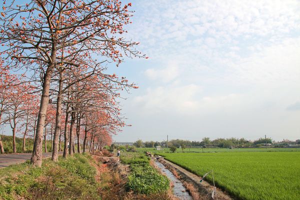 二林東螺溪畔木棉花道：【彰化景點】二林鎮東螺溪畔木棉花道~綿延一公里的火紅木棉花道，吸引了不少旅人來鄉間尋幽