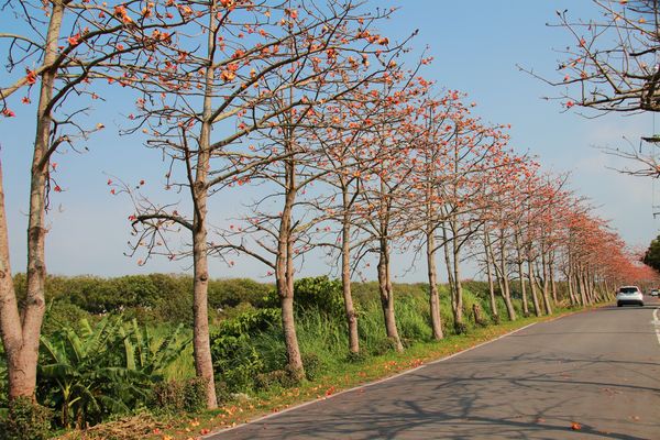 二林東螺溪畔木棉花道：【彰化景點】二林鎮東螺溪畔木棉花道~綿延一公里的火紅木棉花道，吸引了不少旅人來鄉間尋幽