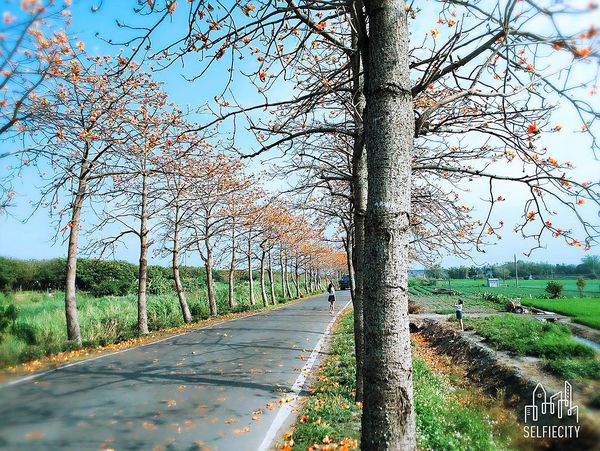二林東螺溪畔木棉花道：【彰化景點】二林鎮東螺溪畔木棉花道~綿延一公里的火紅木棉花道，吸引了不少旅人來鄉間尋幽