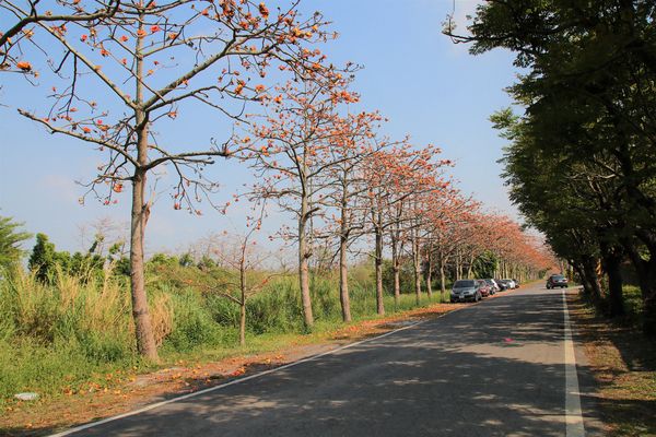 二林東螺溪畔木棉花道：【彰化景點】二林鎮東螺溪畔木棉花道~綿延一公里的火紅木棉花道，吸引了不少旅人來鄉間尋幽