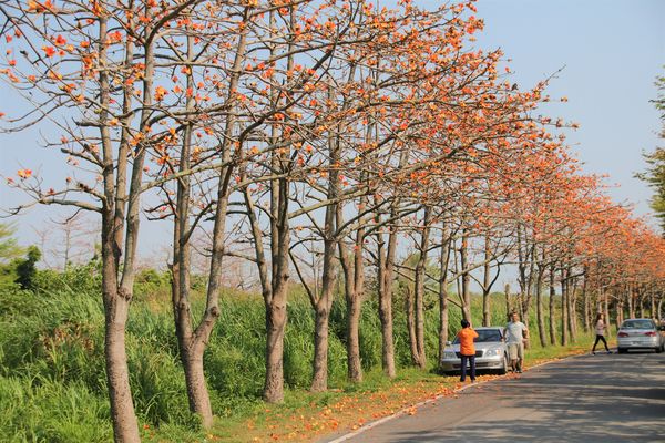 二林東螺溪畔木棉花道：【彰化景點】二林鎮東螺溪畔木棉花道~綿延一公里的火紅木棉花道，吸引了不少旅人來鄉間尋幽