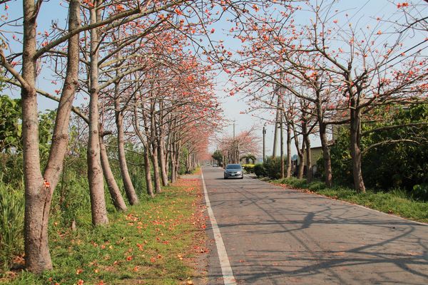 二林東螺溪畔木棉花道：【彰化景點】二林鎮東螺溪畔木棉花道~綿延一公里的火紅木棉花道，吸引了不少旅人來鄉間尋幽