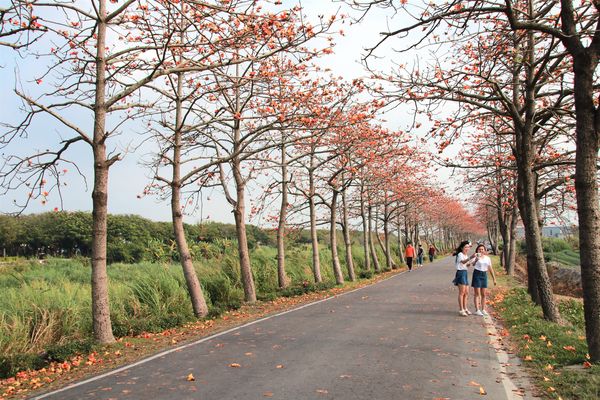 二林東螺溪畔木棉花道：【彰化景點】二林鎮東螺溪畔木棉花道~綿延一公里的火紅木棉花道，吸引了不少旅人來鄉間尋幽