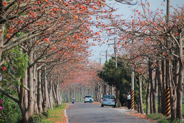 二林東螺溪畔木棉花道：【彰化景點】二林鎮東螺溪畔木棉花道~綿延一公里的火紅木棉花道，吸引了不少旅人來鄉間尋幽